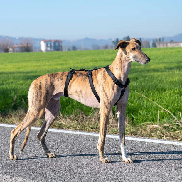 ARNÉS ANTIPÁNICO PARA PERROS